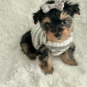 Nichole Female puppy